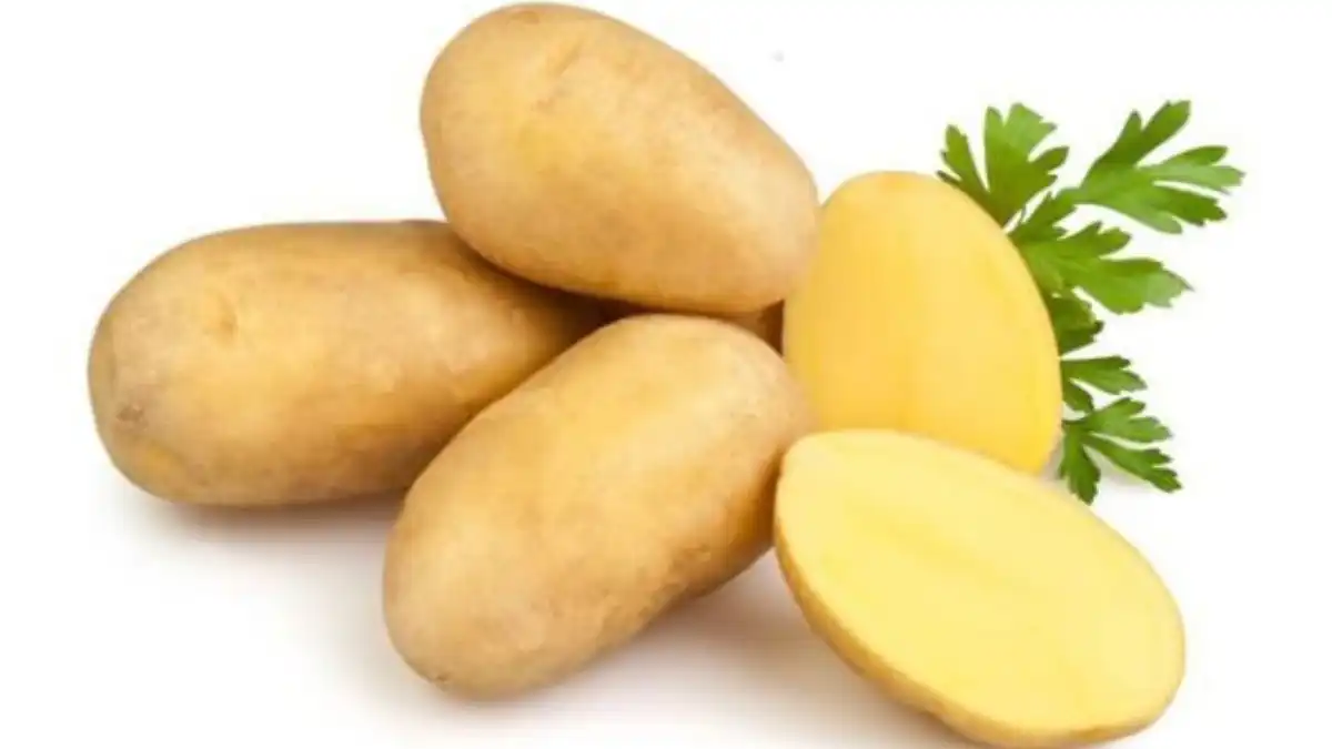Венета картофель характеристика отзывы. Белая Венета картошка. Картофель на белом фоне. Картофельтна белом фоне. Картофель без фона.
